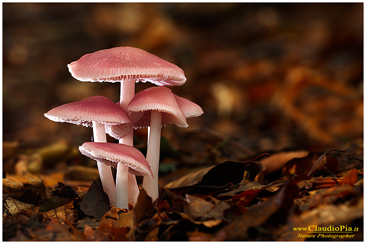 fungo, mushroom, autunm, Mycena rosea, fungi, fungus, mushrooms, macrophotography, val d'aveto